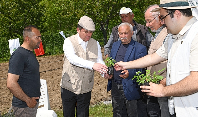 Osmangazi Belediyesi ahududu yetiştiriciliğine değer katıyor