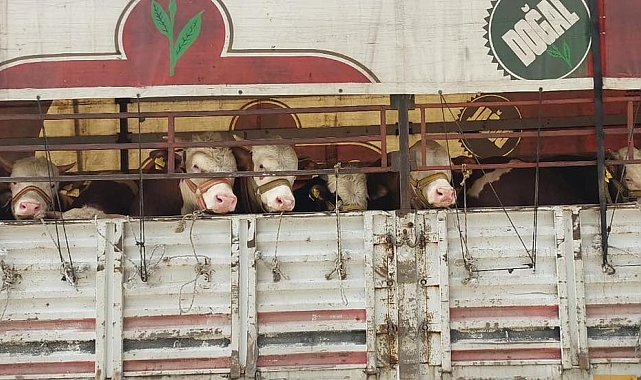 Salihli'de kurbanlık nakli yapan araçlara sıkı denetim