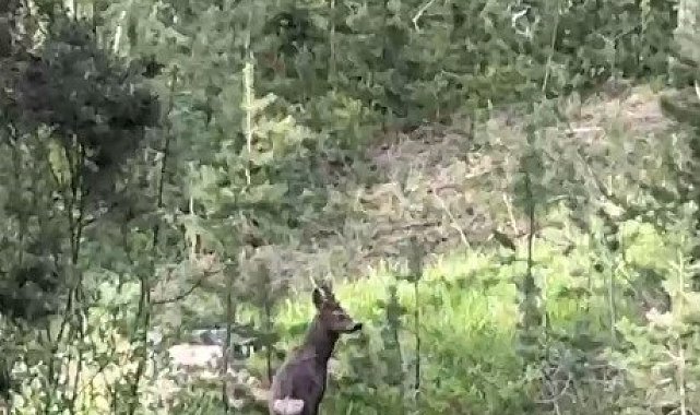 Sarıkamış ormanlarında yiyecek arayan karaca kameraya yansıdı