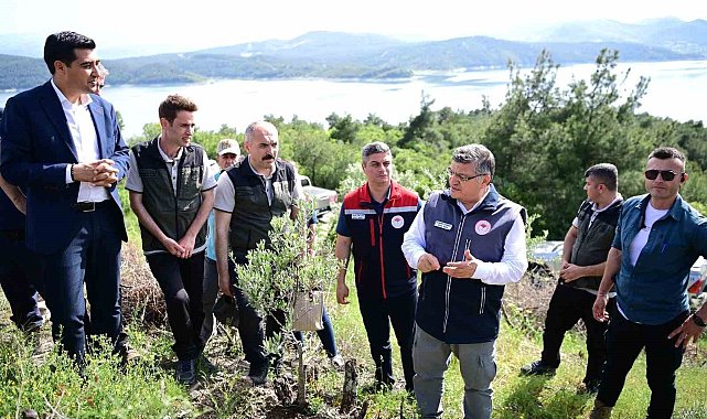 Sinop'ta 80 bin yabani zeytin ağacı aşılanacak