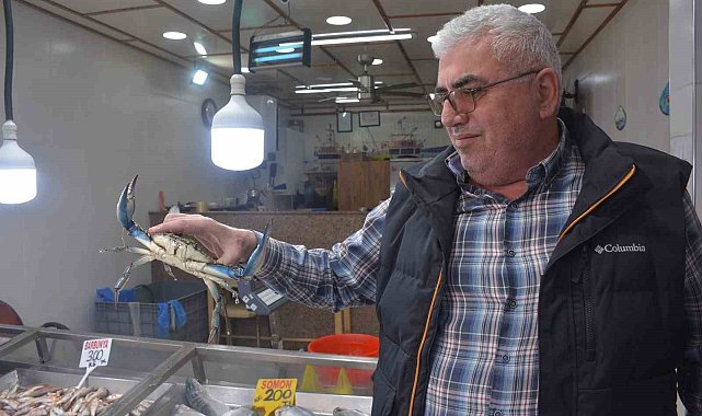 Sinop'ta dev mavi yengeç görenleri şaşırttı