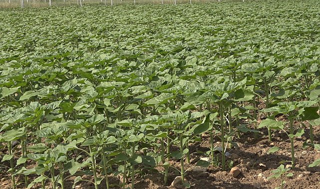 Son yağışlar çiftçinin umudu oldu: Trakya'da ayçiçeğin gelişimi hız kazandı