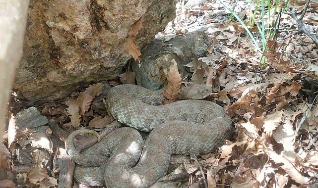 Tek ısırığı bir insanı öldürmeye yetiyor: Tunceli'de koca engerek yılanı görüntülendi