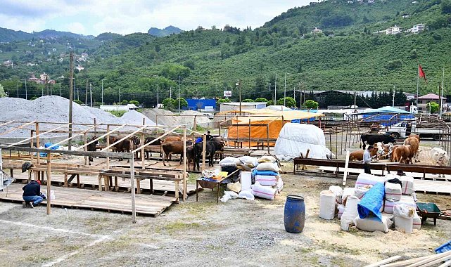 Trabzon'a Kurban Bayramı öncesinde kurbanlıklar gelmeye başladı