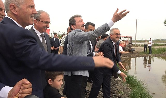 Türkiye'nin ikinci büyük çeltik üretim merkezi Bafra Ovası'nda "10. Çeltik Ekim Günü"