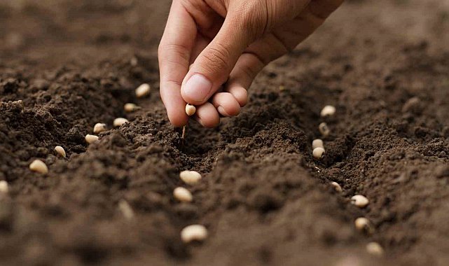 Türkiye'nin tohum ve fide üretimi arttı meyve fidanı üretimi ise 10,7 milyon azaldı