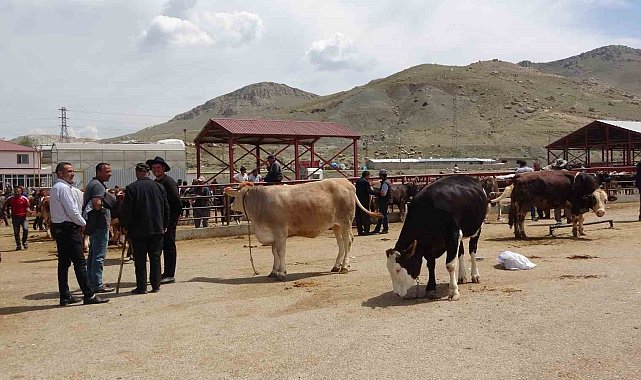 Van'da kurbanlıklar görücüye çıktı