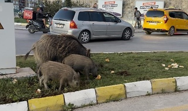 Yaban domuzu besleyen 3 kişiye para cezası