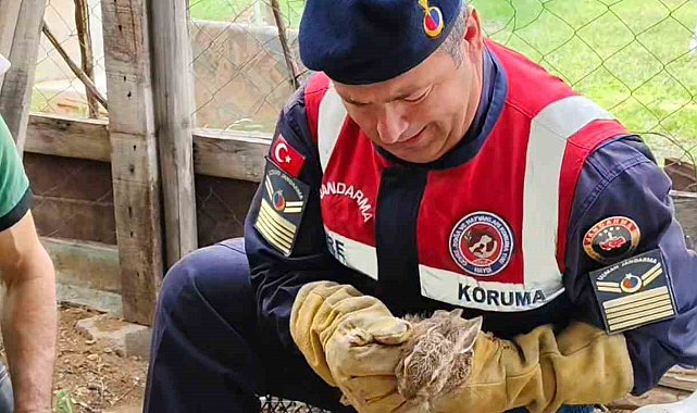Yavru yaban tavşanına jandarmadan yardım eli
