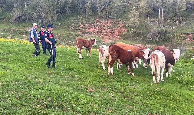 Yozgat'ta büyükbaş hayvanları kaybolan vatandaşın yardımına Jandarma koştu