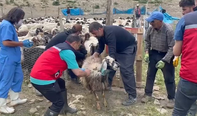 Yüksekova'da şap hastalığına karşı aşılama çalışması devam ediyor