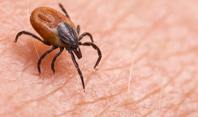 1 kişinin hayatını kaybettiği Tomarza'da kene görüntülendi