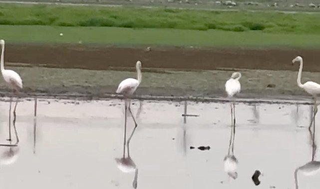 280 türden fazla kuşa ev sahipliği yapan Diyarbakır'da uzun yıllar sonra flamingo görüldü