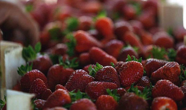 Alternatif tarımın meyvesi çileğin ilk hasadı başladı