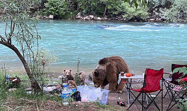 Anne ayı ve yavruları piknik sofrasına konuk oldu