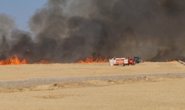 Araban Ovası'nda hasada hazır 50 dönüm buğday yandı