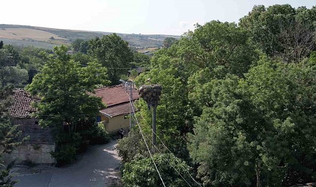 Arnavutköy'de yavrulayınca göçe devam edemeyen leylek mahallenin maskotu oldu