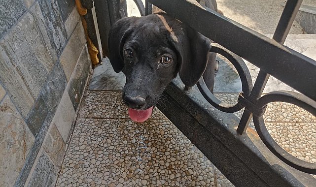 Arsuz'da kafasını korkuluğa sıkıştıran köpeği itfaiye kurtardı