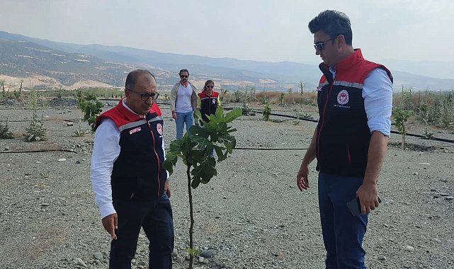 Aydın'da incir üretimine kalite katacak proje denetlendi