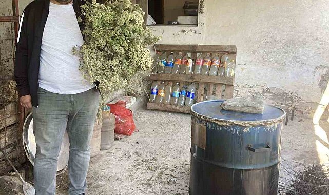 Aydın'da kekikler şifa için kaynatılmaya başlandı