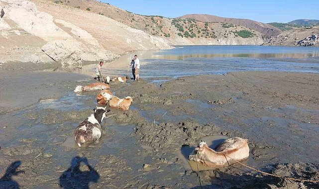 Bataklığa saplanan 6 inek kurtarıldı