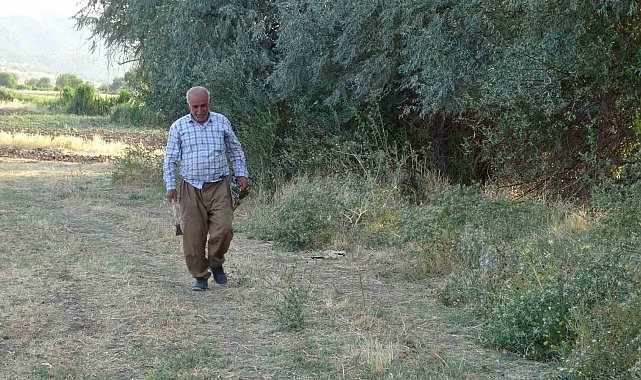 Batman'da boş havuza düşen tilki kurtarıldı