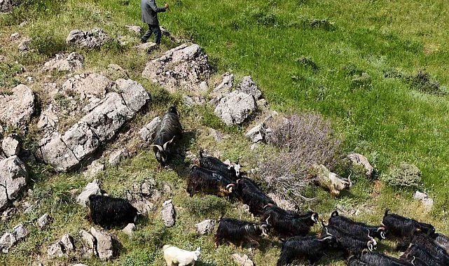 Bitlis'te kaçan 26 kurbanlık keçi dronla bulundu
