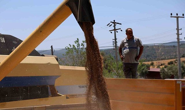 Bodrum Belediyesi'nden karakılçık buğdayı hasadı