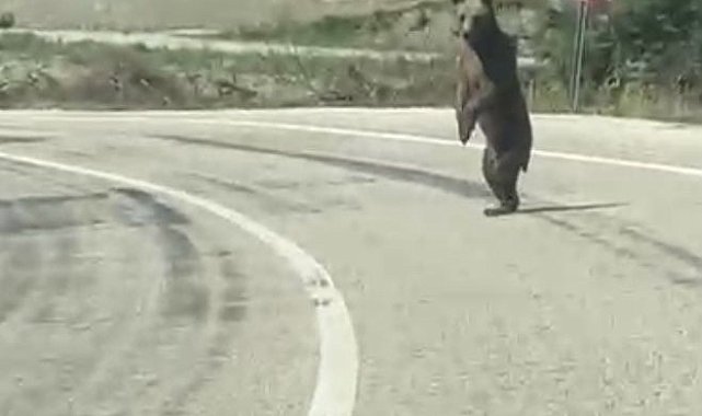 Bolu'da kara yoluna çıkan ayı cep telefonuna yansıdı