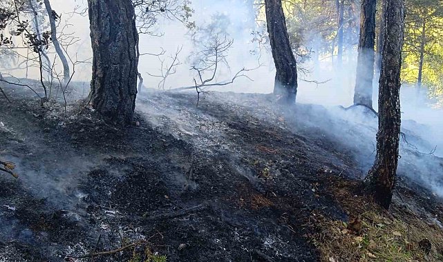Bolu'da örtü yangını: 1 hektar zarar gördü