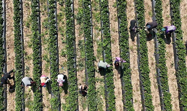 Bursa'da 'kırmızı elmas' hasadı başladı