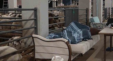 Bursa'da koyunlarla 'koyun koyuna' nöbet