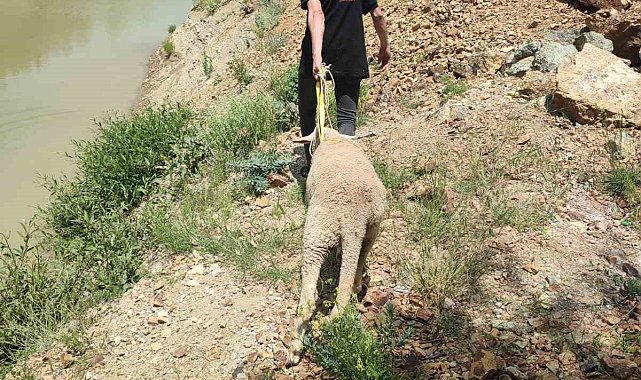Dağlık alanda mahsur kalan kurbanlık koyunu ekipler kurtardı