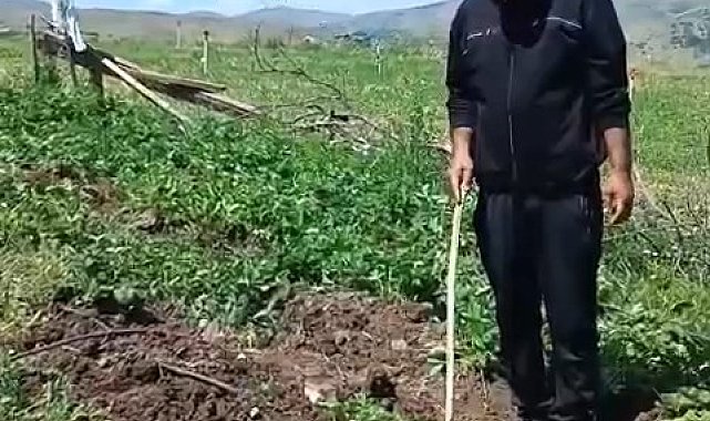 Elazığlı çiftçi, çilek bahçesini talan eden domuzlara sitem etti