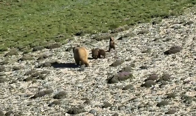 Erzincan'da anne ayı ve 3 yavrusu görüntülendi
