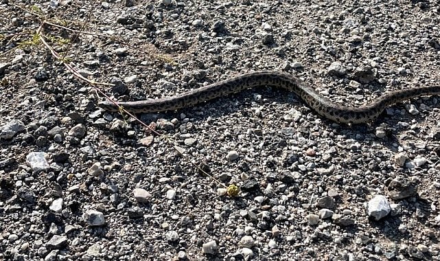 Erzincan'da Boa Yılanı görüntülendi