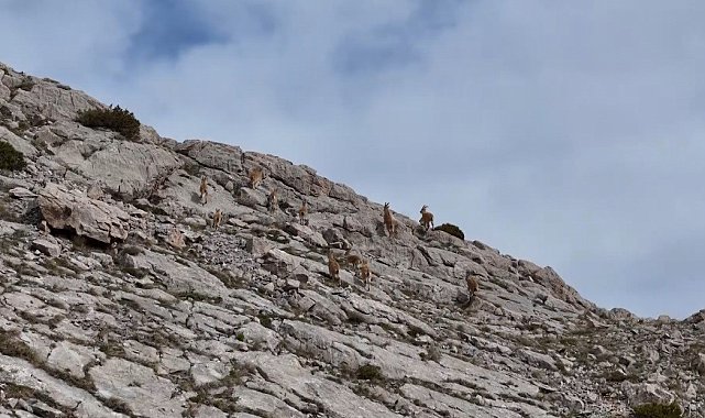 Erzincan'da dağ keçileri havadan görüntülendi