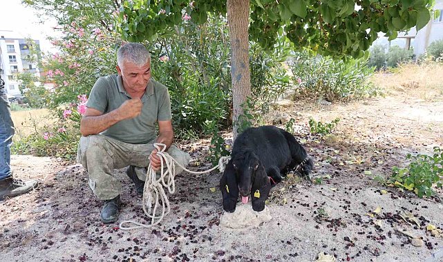 Firar eden kurbanlık, 10 gün sonra yakalandı