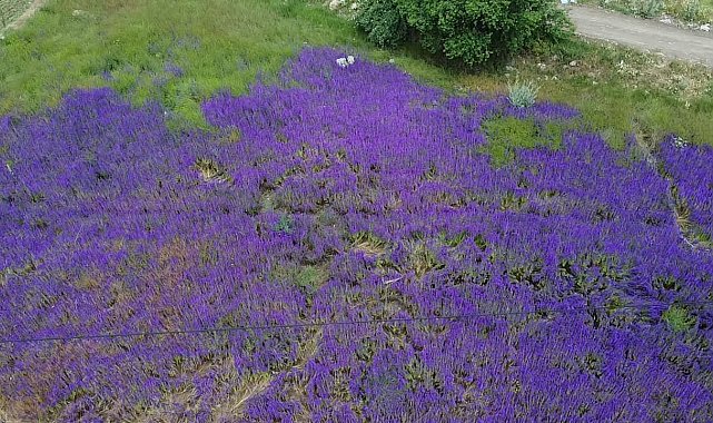 Fotoğraf meraklılarının yeni gözdesi 'hanımeli çiçeği' tarlaları