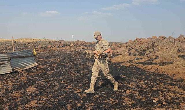 Gaziantep'te anız yangınında mahsur kalan köpekleri jandarma kurtardı