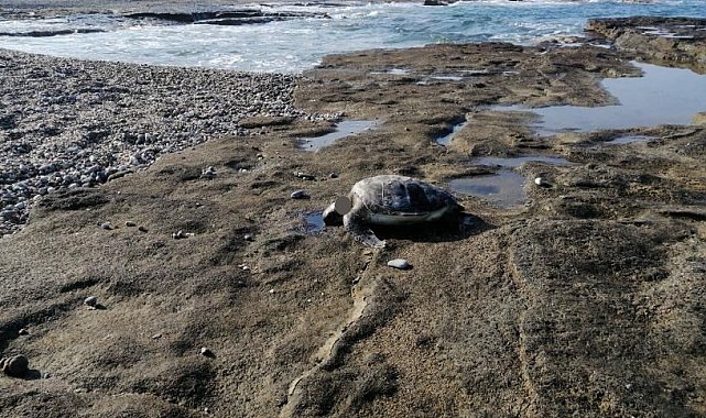 Gazipaşa'da caretta başı kesilmiş halde bulundu