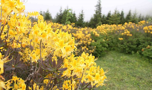 Giresun yaylaları orman gülleriyle renklendi