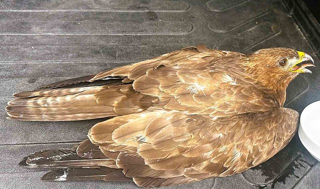 Güvenlik görevlisinden yaralı kartala şefkat eli