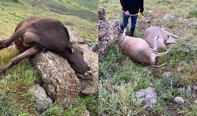 Hakkari'de yıldırım düşmesi sonucu 3 inek telef oldu