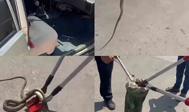 Hastane bahçesindeki otomobilden yılan çıktı