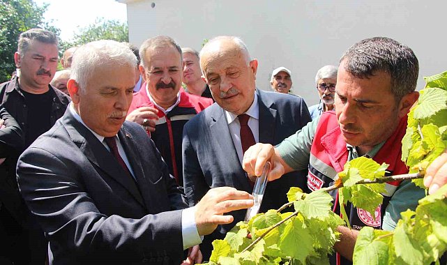 İstilacı kokarcaya karşı samuray arısı umudu