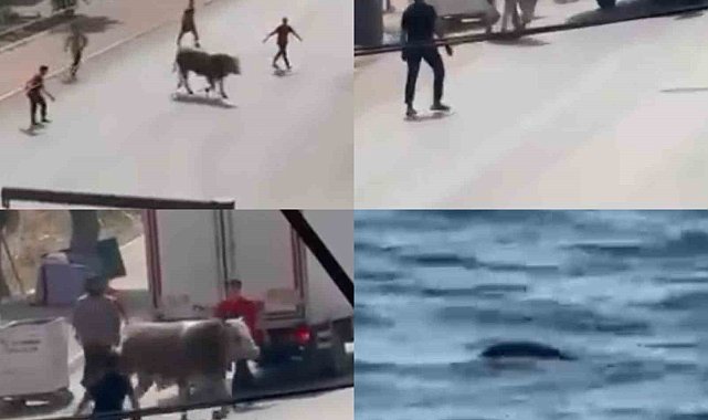 Kaçan boğa ortalığı bir birine kattı, diğeri ise denizde telef oldu