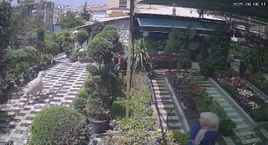 Karaman'da firar eden kurbanlık koyun girdiği fidanlıkta yakalandı