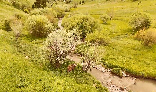 Kars'ta doğada dolaşan boz ayı havadan görüntülendi