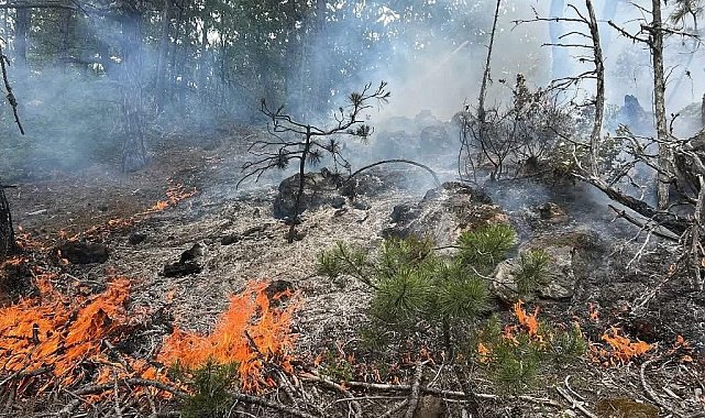 Kastamonu'da çıkan orman yangını büyümeden söndürüldü